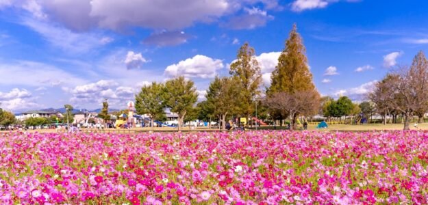 Hanacyan